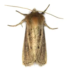 Tufted Sedge Moth thumbnail 3