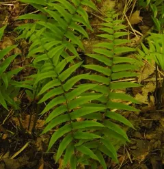 narrow-leaved glade fern thumbnail 2