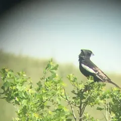 Lark Bunting thumbnail 4