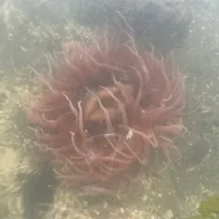 Sand Rose Anemone thumbnail 3