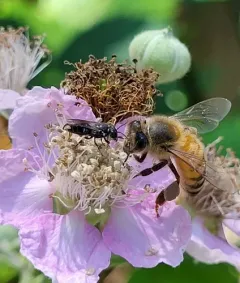 Punctate Masked Bee thumbnail 2