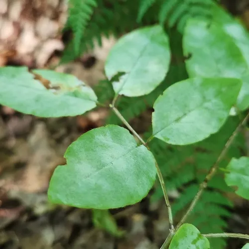 Erysiphe flexibilis