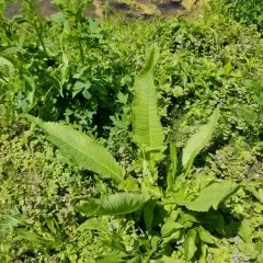 cutleaf teasel thumbnail 4