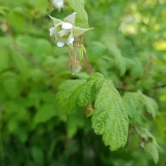 red raspberry thumbnail 5