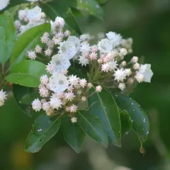 Mountain laurel