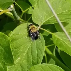 Bare-eyed Bee-mimic Fly thumbnail 2