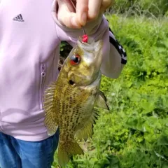 Rock Bass thumbnail 2