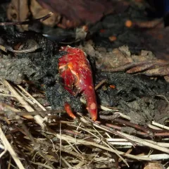 Red Swamp Crayfish thumbnail 3