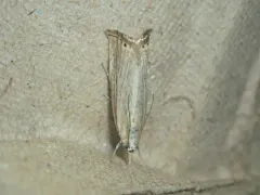 Agriphila plumbifimbriellus thumbnail 4