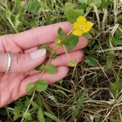 creeping Jenny thumbnail 3