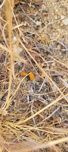 Dasymutilla flammifera