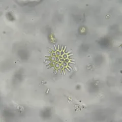Lacunastrum gracillimum thumbnail 1
