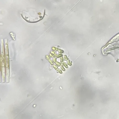 Willea apiculata