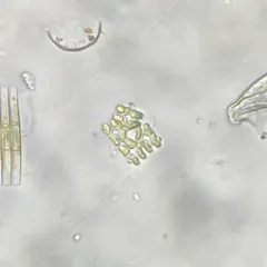 Willea apiculata thumbnail 1