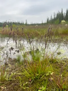 Mackenzie Valley Mannagrass thumbnail 2