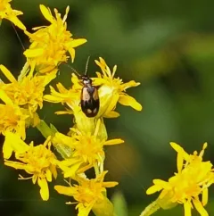 Lebia ornata thumbnail 3