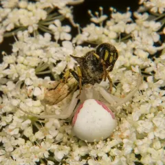 Eastern Ant-Queen Kidnapper thumbnail 4