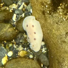 San Diego Dorid thumbnail 4