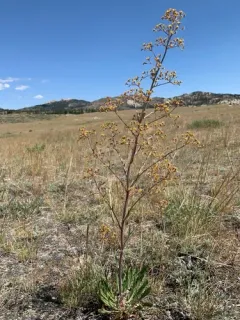 Winged Buckwheat thumbnail 3