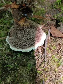 Hydnellum ferrugipes thumbnail 3
