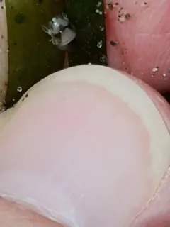 Exosphaeroma inornata thumbnail 3