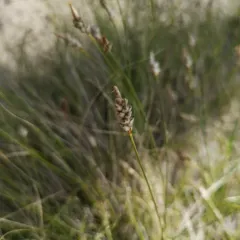 threadleaf sedge thumbnail 3