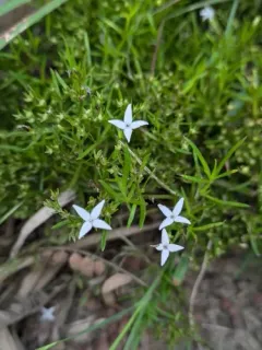 diamond-flowers thumbnail 4