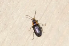 Elodes maculicollis thumbnail 3