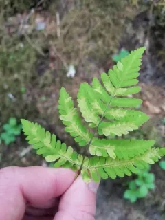 oak fern rust thumbnail 3