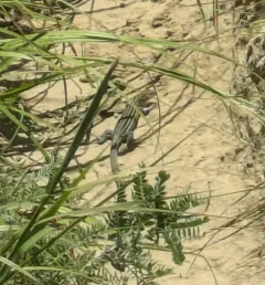 Six-lined Racerunner thumbnail 4