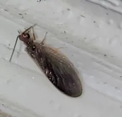 Black Spongillafly thumbnail 3