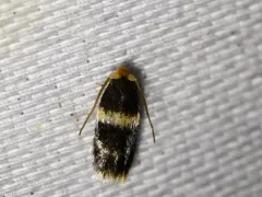 Hard Maple Budminer Moth thumbnail 3