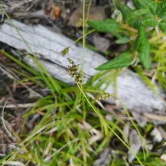 Beautiful Sedge thumbnail 2