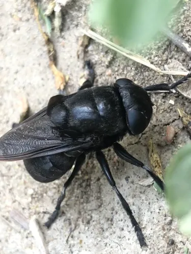 Cuterebra tenebrosa