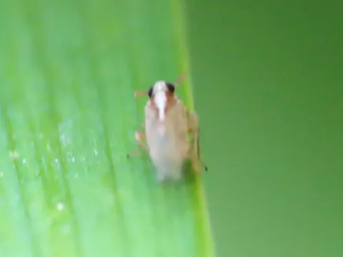 Muellerianella laminalis
