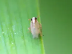 Muellerianella laminalis thumbnail 1