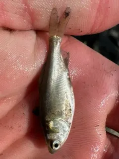 Silver Carp thumbnail 2