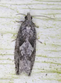 Gretchena amatana thumbnail 3