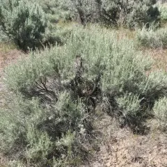 Threetip Sagebrush thumbnail 2