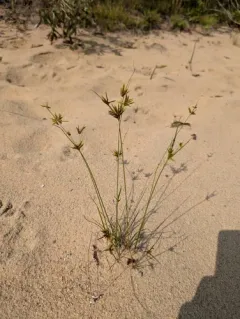 Houghton's Umbrella-sedge thumbnail 3