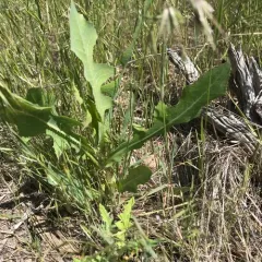 prickly lettuce thumbnail 2
