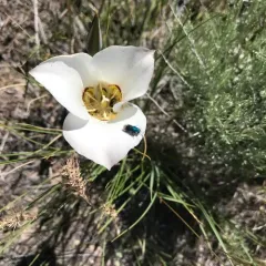 Sego Lily thumbnail 4