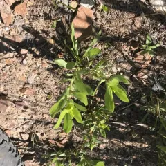Curlycup Gumweed thumbnail 2