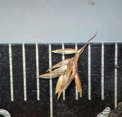 Creeping Bent thumbnail 4