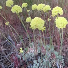 cushion buckwheat thumbnail 2