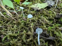 Delicatula integrella thumbnail 4