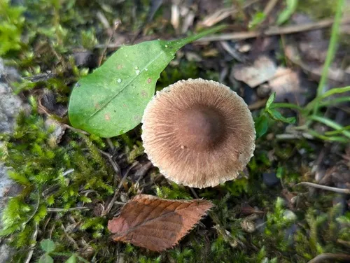 Inocybe plurabellae