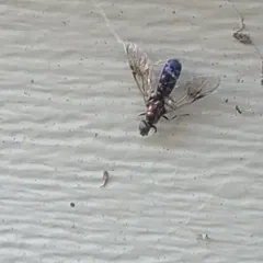 Clouded Centurion Fly thumbnail 2
