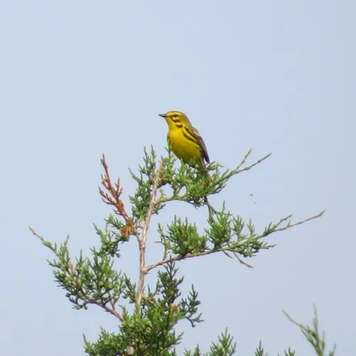 Prairie Warbler