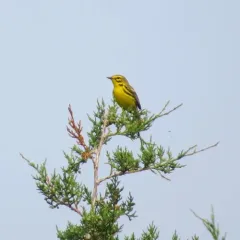 Prairie Warbler thumbnail 1